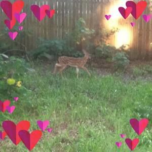 Meet your Posher, Rabia